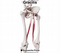 Afbeeldingsresultaten voor Musculus Gracilis Gray's Anatomy. Grootte: 120 x 106. Bron: bodyworksprime.com