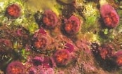 Image result for Colangia immersa Geslacht. Size: 174 x 106. Source: www.ecured.cu
