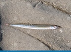 Image result for Lesser sand eel Habitat. Size: 144 x 106. Source: www.dreamstime.com