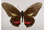 Image result for Mimoides ariarathes. Size: 158 x 106. Source: www.butterfliesofamerica.com