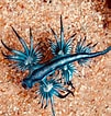 Image result for "Glaucus Atlanticus". Size: 101 x 106. Source: rebrn.com