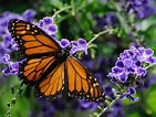 Afbeeldingsresultaten voor Butterfly Plants. Grootte: 141 x 106. Bron: www.chron.com