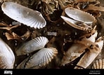Image result for "petricola Pholadiformis". Size: 148 x 106. Source: www.alamy.com