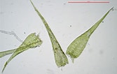 Image result for "rhynchonerella Gracilis". Size: 167 x 106. Source: www.britishbryologicalsociety.org.uk