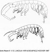 Image result for Corophium arenarium Anatomie. Size: 102 x 106. Source: doris.ffessm.fr