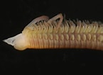 Image result for "scolelepis Foliosa". Size: 145 x 106. Source: www.aphotomarine.com