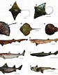 Image result for Dipturus nidarosiensis. Size: 83 x 106. Source: www.researchgate.net
