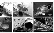Image result for Nematoscelis difficilis. Size: 174 x 106. Source: www.researchgate.net
