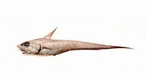 Image result for "coryphaenoides Guentheri". Size: 208 x 106. Source: www.descna.com