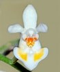 Image result for "mysidopsis Gibbosa". Size: 88 x 106. Source: waywardhawaiian.blogspot.com