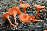 Image result for Cantharellus. Size: 162 x 106. Source: ultimate-mushroom.com
