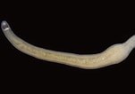 Image result for "tetrastemma Melanocephalum". Size: 151 x 106. Source: www.aphotomarine.com
