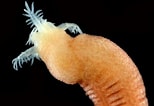 Image result for Leptosynapta verrucosa. Size: 154 x 106. Source: www.invertebase.org