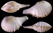 Image result for "cardiomya Costellata". Size: 170 x 106. Source: www.idscaro.net