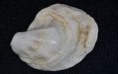Afbeeldingsresultaten voor Crassostrea virginica Anatomie. Grootte: 170 x 106. Bron: temperatereefs.org