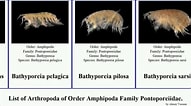 Image result for "bathyporeia Pilosa". Size: 191 x 106. Source: www.youtube.com