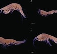 Image result for Rhachotropis Oculta. Size: 113 x 106. Source: www.researchgate.net