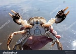 Image result for "eriocheir Japonicus". Size: 150 x 106. Source: www.shutterstock.com