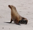 Image result for Galapagos Zeebeer. Size: 115 x 106. Source: nl.wikisage.org