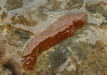 Afbeeldingsresultaten voor "leptoplana Tremellaris". Grootte: 151 x 106. Bron: www.aphotomarine.com