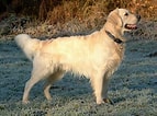 Image result for Jakt Labrador Retriever. Size: 143 x 106. Source: pxhere.com