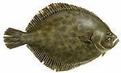 Image result for Gevlekte Griet Stam. Size: 176 x 106. Source: www.goodfish.nl