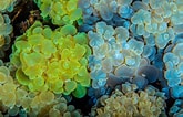 Image result for Alcyonacea. Size: 165 x 106. Source: divenorthsulawesi.com