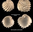 Image result for "pontella Spinipes". Size: 109 x 106. Source: naturalhistory.museumwales.ac.uk