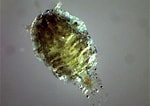 Afbeeldingsresultaten voor "sapphirina Intestinata". Grootte: 150 x 106. Bron: news.ecoledelamer.fr