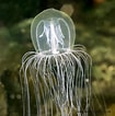 Image result for "polycirrus Medusa". Size: 105 x 106. Source: naturediver.com
