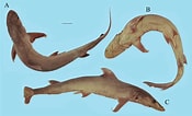 Image result for "hemigaleus Microstoma". Size: 175 x 106. Source: shark-references.com