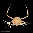 Afbeeldingsresultaten voor "arcania Gracilis". Grootte: 106 x 106. Bron: www.crustaceology.com