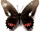 Image result for Mimoides ariarathes. Size: 137 x 106. Source: shop.insects-more.de