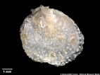 Image result for "heteranomia Squamula". Size: 142 x 106. Source: naturalhistory.museumwales.ac.uk