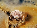 Afbeeldingsresultaten voor "ebalia Tuberosa". Grootte: 142 x 106. Bron: doris.ffessm.fr