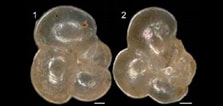 Image result for "dentagloborotalia Anfracta". Size: 223 x 106. Source: www.mikrotax.org