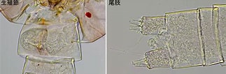 Afbeeldingsresultaten voor "paracalanus Aculeatus". Grootte: 323 x 106. Bron: plankton.image.coocan.jp