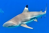 Image result for "carcharhinus Melanopterus". Size: 160 x 106. Source: www.flickr.com