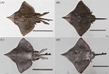 Image result for Dipturus nidarosiensis Anatomie. Size: 156 x 106. Source: www.researchgate.net