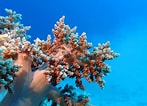 Image result for Zachte koralen Grootte. Size: 147 x 106. Source: nl.dreamstime.com