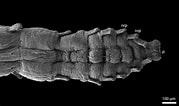 Image result for Anobothrus gracilis. Size: 179 x 106. Source: artsdatabanken.no