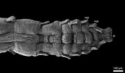 Image result for Anobothrus gracilis. Size: 180 x 106. Source: artsdatabanken.no