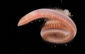 Image result for Nephtys cirrosa Familie. Size: 166 x 106. Source: annelida.myspecies.info