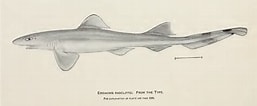 Afbeeldingsresultaten voor "eridacnis Sinuans". Grootte: 257 x 106. Bron: shark-references.com
