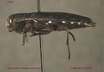 Image result for Amallothrix dentipes Geslacht. Size: 152 x 106. Source: www.zoology.ubc.ca