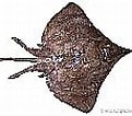 Image result for Dipturus nidarosiensis. Size: 121 x 100. Source: shark-references.com