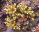 Image result for "oculina Diffusa". Size: 127 x 106. Source: reefbuilders.com