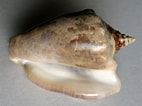 Image result for "strombus Raninus". Size: 142 x 106. Source: www.shells.cz