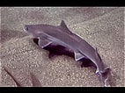 Image result for "mustelus Griseus". Size: 142 x 106. Source: www.youtube.com