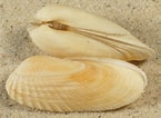 Image result for "petricola Pholadiformis". Size: 145 x 106. Source: www.schnecken-und-muscheln.de
